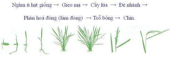 Ngân Hàng Kiến Thức Trồng Lúa - Đem Kiến Thức Nghề Lúa Đến Mọi Người Bằng  Công Nghệ Thông Tin