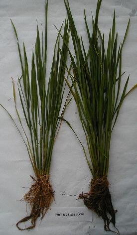 NGÂN HÀNG KIẾN THỨC TRỒNG LÚA - Đem kiến thức nghề lúa đến mọi người ...