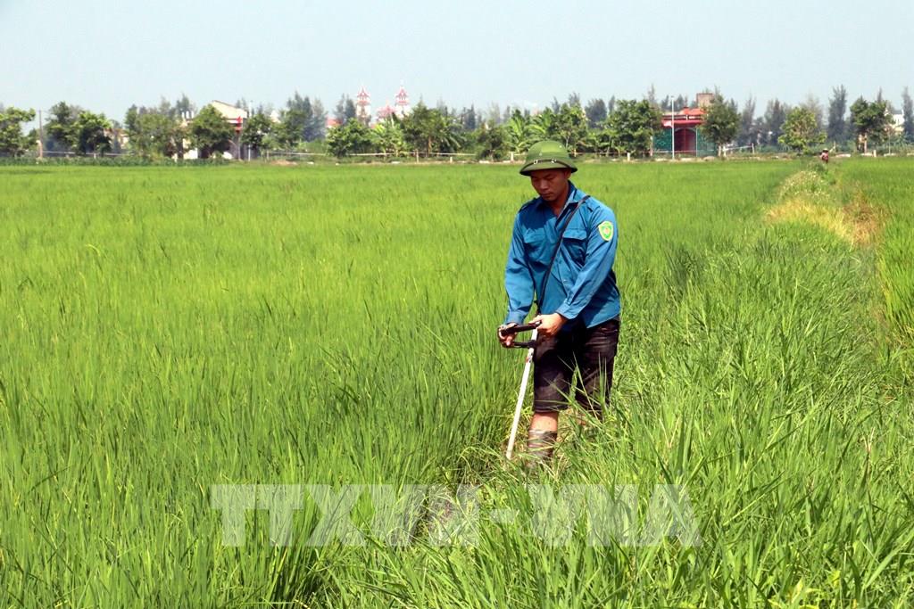 Hà Tĩnh Sản xuất lúa hữu cơ nông dân lãi thêm gần 5 triệu đồngha