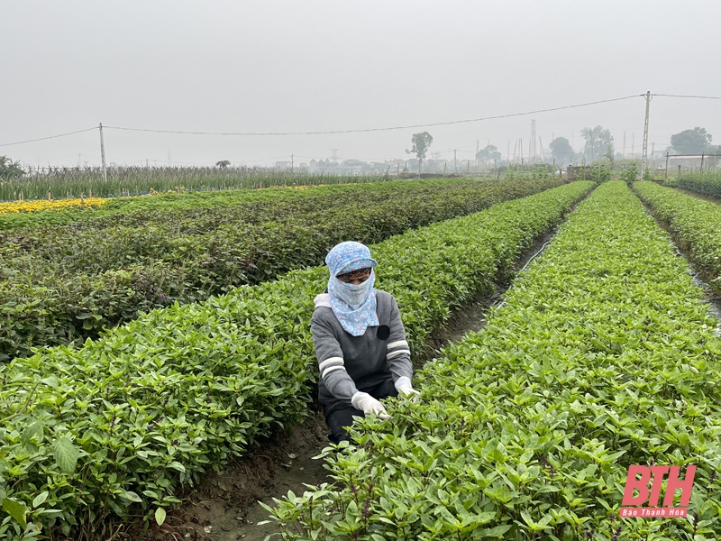 Hiệu quả những vùng chuyên canh sản xuất nông nghiệp | Viện Khoa học Nông nghiệp Việt Nam