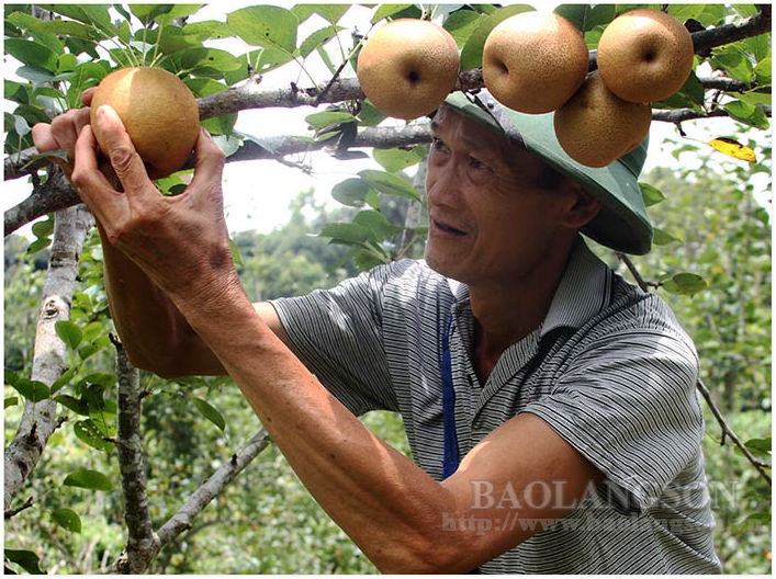 Tràng Định: Bảo tồn, phát triển giống lê địa phương