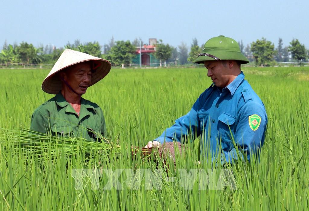 Công ty Sông Gianh Sản xuất lúa hữu cơ hướng đi tất yếu của một nền nông  nghiệp sạchbền vững