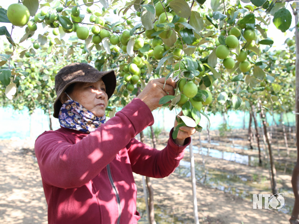 Nông dân phường Phước Mỹ (Tp. Phan Rang-Tháp Chàm) trồng giống táo do Viện Nghiên cứu Bông và Phát triển nông nghiệp Nha Hố cung cấp đạt sản lượng cao
