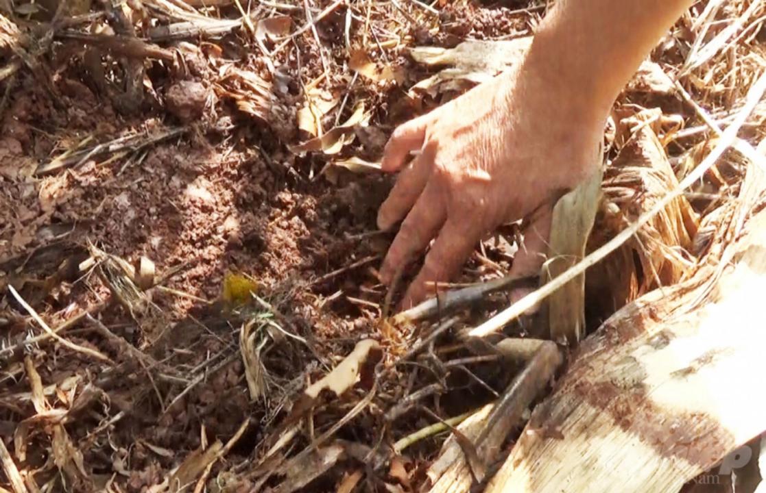 Chuối trồng xen trong vườn sầu riêng cũng là phương pháp tạo nguồn thu nhập, lấy ngắn nuôi dài. Ảnh: M.H.