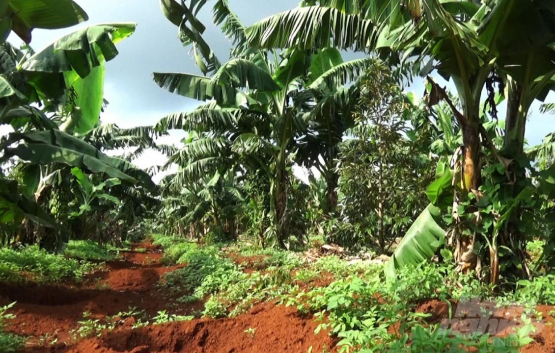 Sau 2 năm, những cây sầu riêng của gia đình ông Lạ Cảnh Cường phát triển mạnh, đạt chiều cao từ 3-4m, tán lá rậm, xanh mượt. Ảnh: M.H.