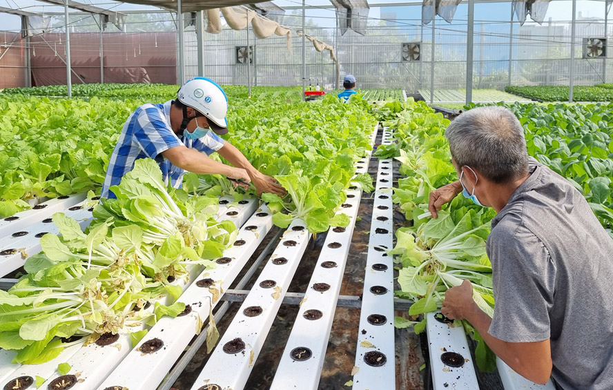 Ứng dụng công nghệ cao vào nông nghiệp để nâng cao tính cạnh tranh  Kinh  tế  Vietnam VietnamPlus