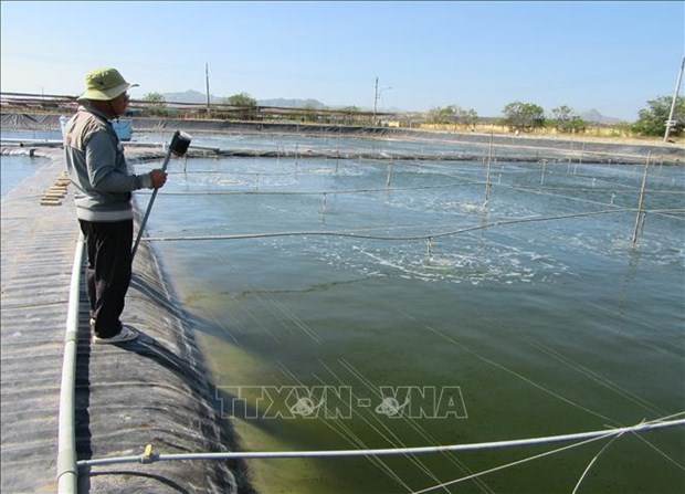 Trang trại nhân giống cá biển tại Trung tâm giống hải sản cấp I Ninh Thuận. Ảnh: Nguyễn Thành – TTXVN